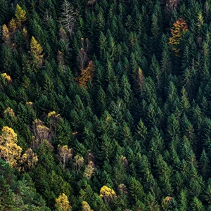 Flathead National Forest