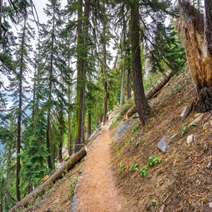 sierra national forest Missing